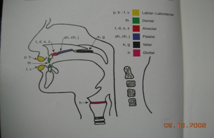 四川大学华西口腔医院唇腭裂外科 尹恒
