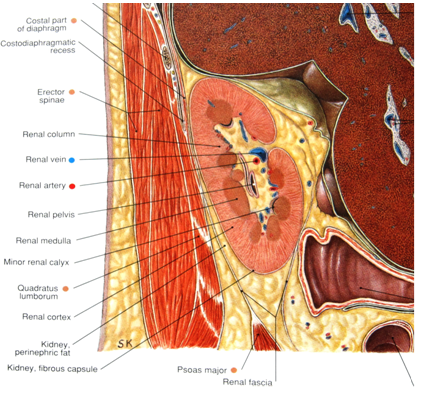 北京大学第三医院泌尿外科 黄毅