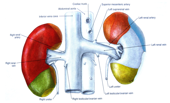 北京大学第三医院泌尿外科 黄毅