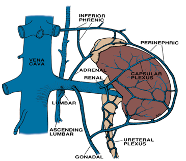 北京大学第三医院泌尿外科 黄毅