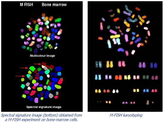 200811815474157 mfish