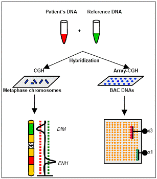 比较基因组杂交( comparativegenomic hybridization ,cgh )可检测