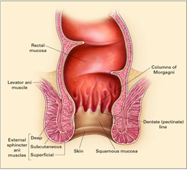 北京大学肿瘤医院结直肠肿瘤外科 顾晋