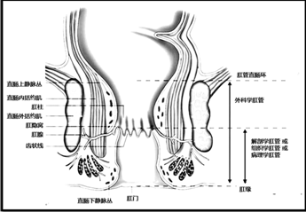 如果以齿状线为界约2cm,叫做病理学肛管或解剖学肛管也可称为组织学